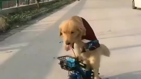 Puppy riding a bicycle