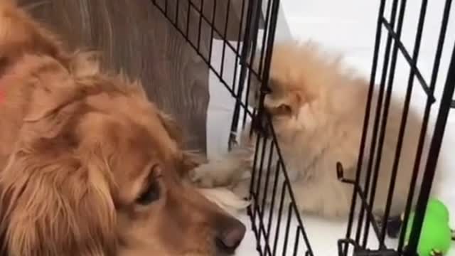 The little dog was teasing the big dog across the cage