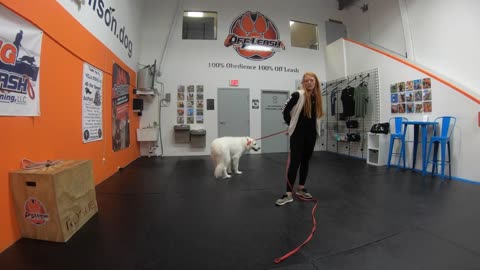 Amazing Transformation | Great Pyrenees "Hudson" | Aggression Case