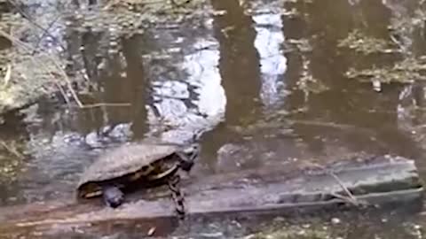 Đôi khi chỉ là trò nghịch ngợm