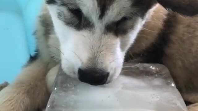 Meu cachorro brincando com o gelo