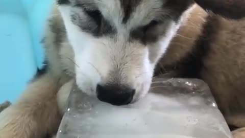 Meu cachorro brincando com o gelo