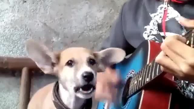 Singing Dog......funny as hell