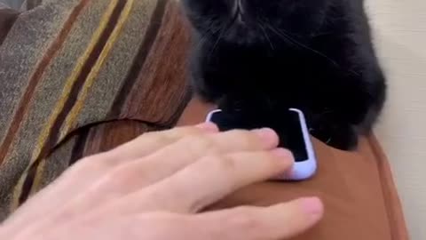 A cat playes a phone