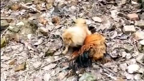 Dog vs chicken, funny dog vs hen