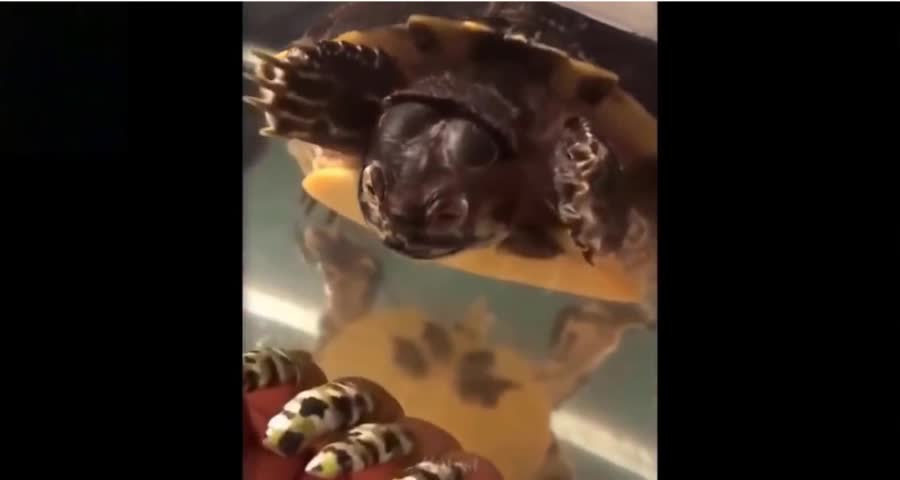 Turtle Showing Nails