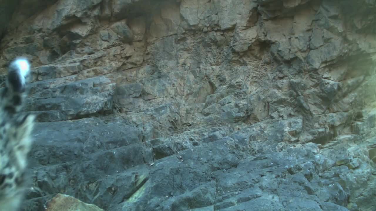 The Snow Leopards of Tost Mountain