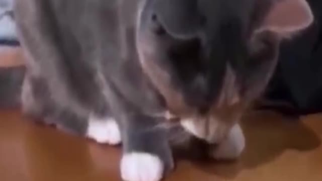 Funny Animal Videos 2022