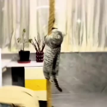 It's great that striped cats can climb mines