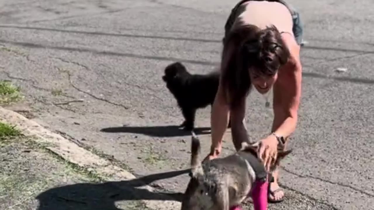 Doggy's first experience with a prosthesis. 🐾🩺🐕