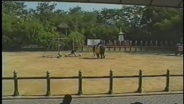 Elephants Star At Soccer