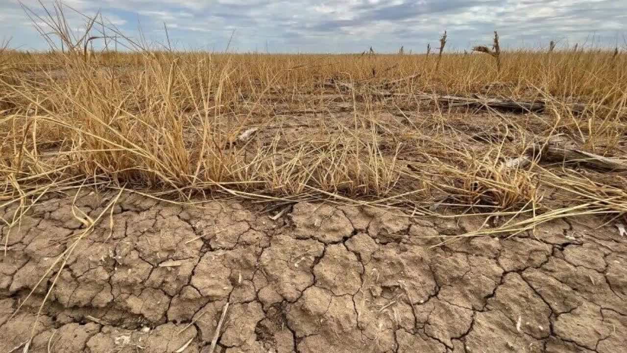 Buy Flour While You Can! Western Kansas Wheat Crops Are Failing