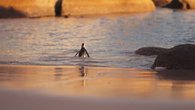 Beautiful penguin life