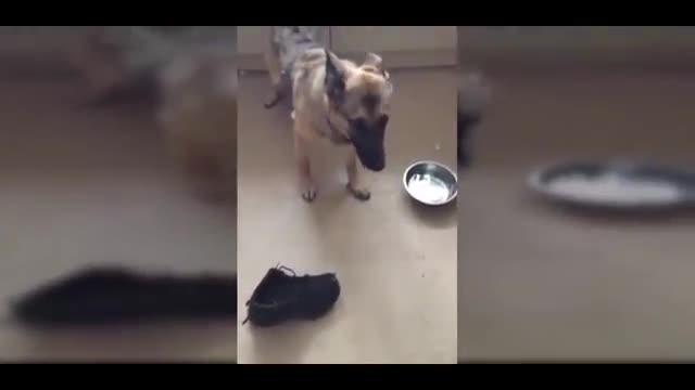 Guilty dogs compilations funny dogs try not to laugh