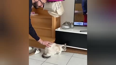 the leap of the cat