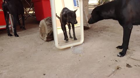 Dogs in Mirrors Surprising Reaction