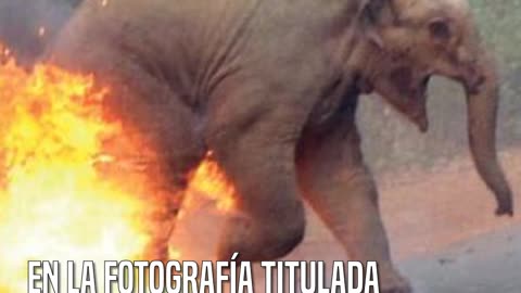 Un elefante en llamas que ganó un premio de fotografía