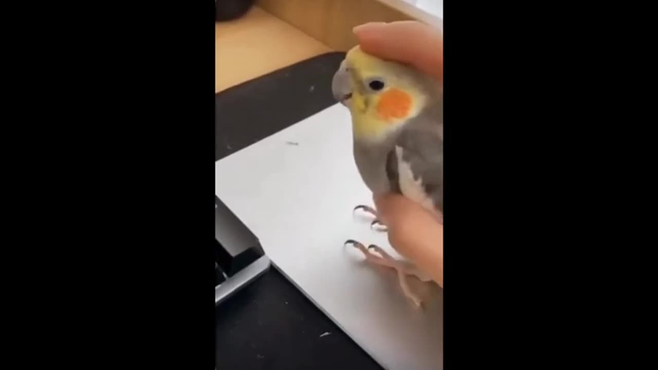 Funny Bird Video