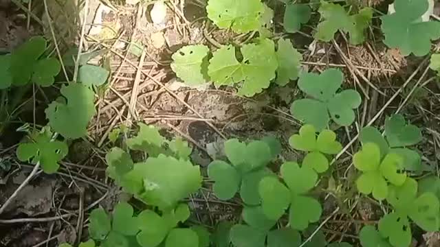 A lot of four-leaf clovers