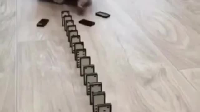 Funny cat