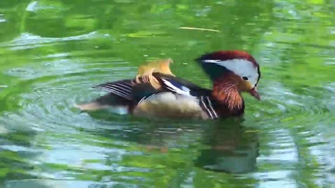 Duck Drinking Water In The Lake