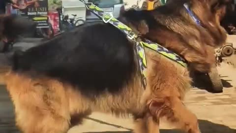 Aggressive German Shepherd dog 🐶🐶