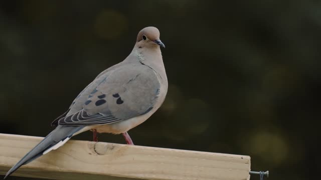 Animal Bird Blurry Background Close Up Shot Daytime Foliage Nature Outdoors Pigeon Wooden Fence