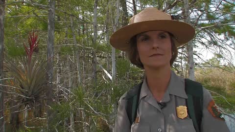 Cypress Dome - Everglades National Park