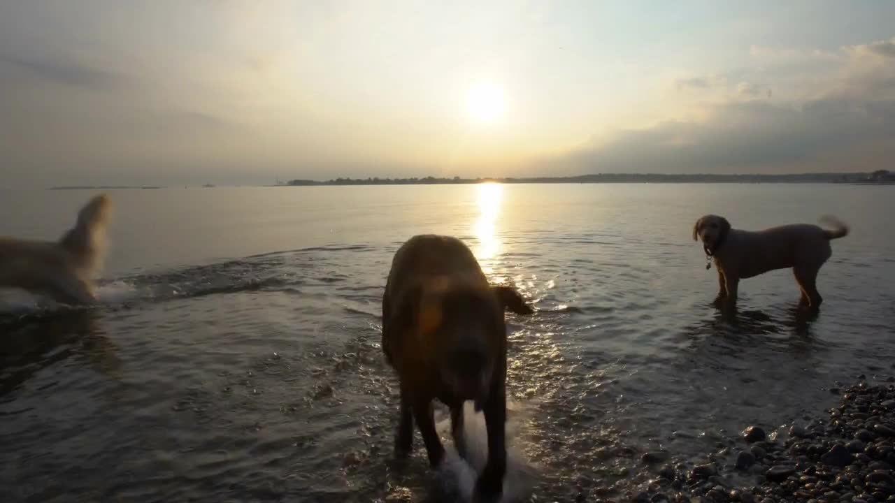 Dogs of various breeds enjoying playing in ocean, one runs into the camera