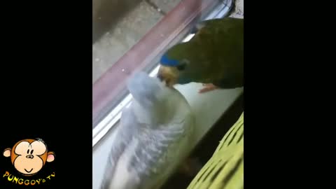 parrots skills