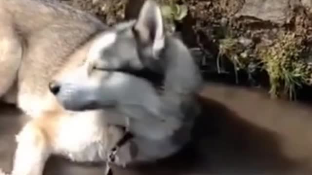 Husky Enjoying Life