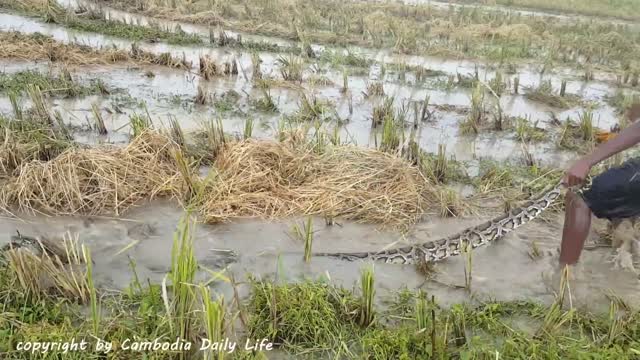 Terrifying!!! Three Kids Catch Biggest Snakes Nearby My Tractor While Ploughing The Fields