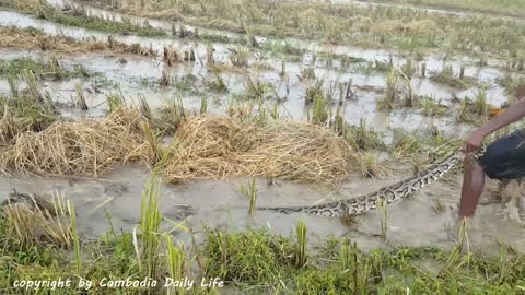 Terrifying!!! Three Kids Catch Biggest Snakes Nearby My Tractor While Ploughing The Fields