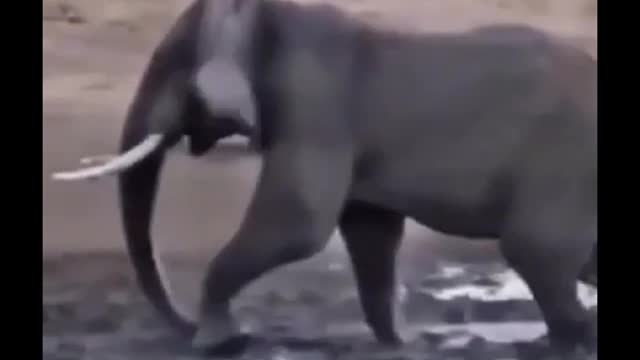 Elephant tormenting rhinoceros