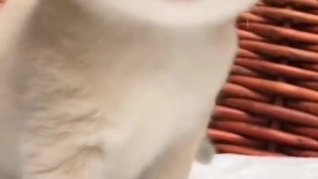 Baby cat/ cat baby soweet baby cat