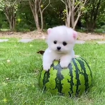 cute puppies enjoy different moments