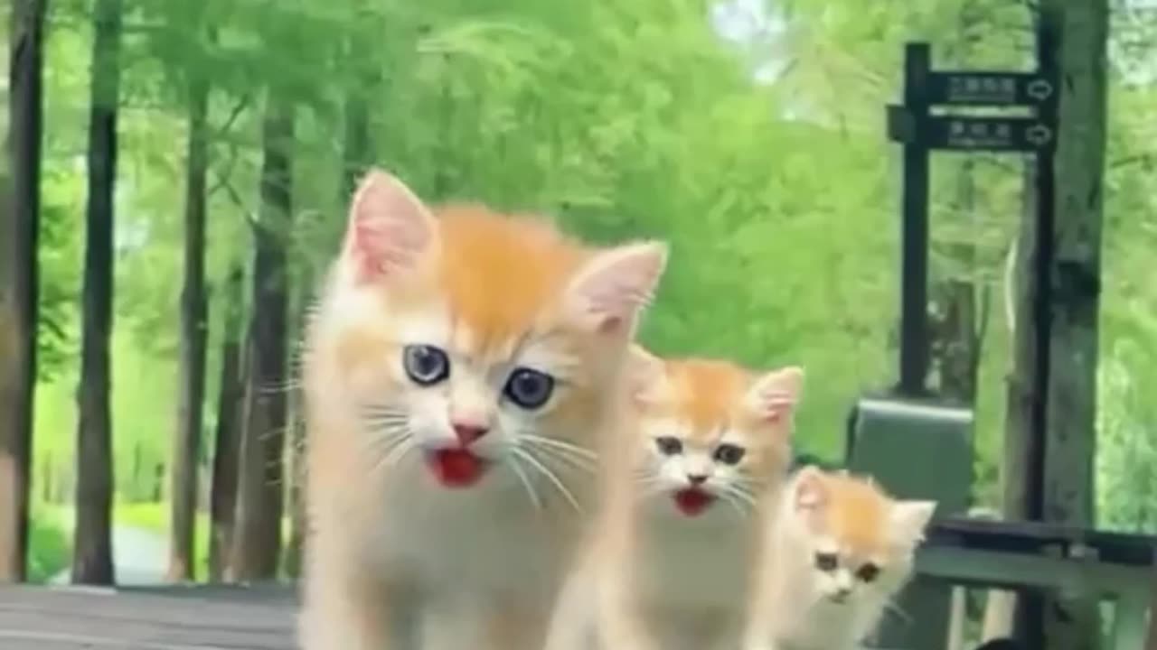 funny cats walking like humans | cats meowing compilation #cats #catvideos #catlovers