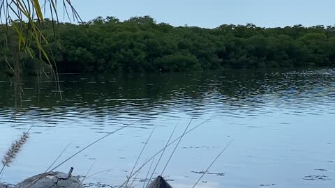 Tarpon “Walks” In Paradise