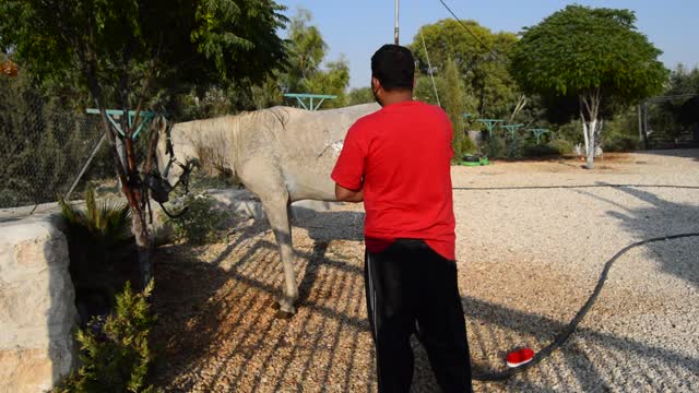 Our Arabian horses are bathing 🌹❤️