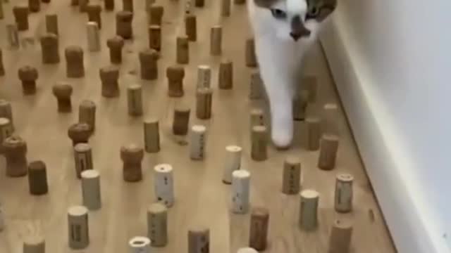 Big cat playing acrobatics