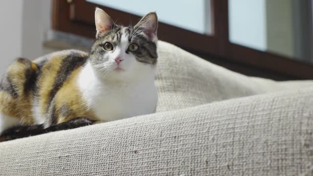 The cat on the sofa