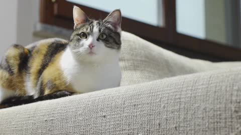 The cat on the sofa