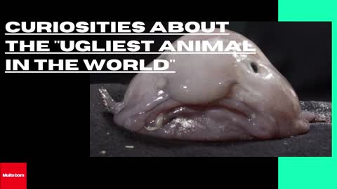 curiosities about the "ugliest animal in the world"