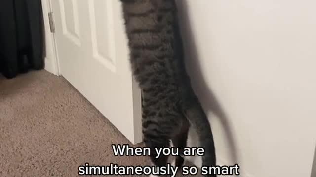 Winston is so smart but yet so dumb