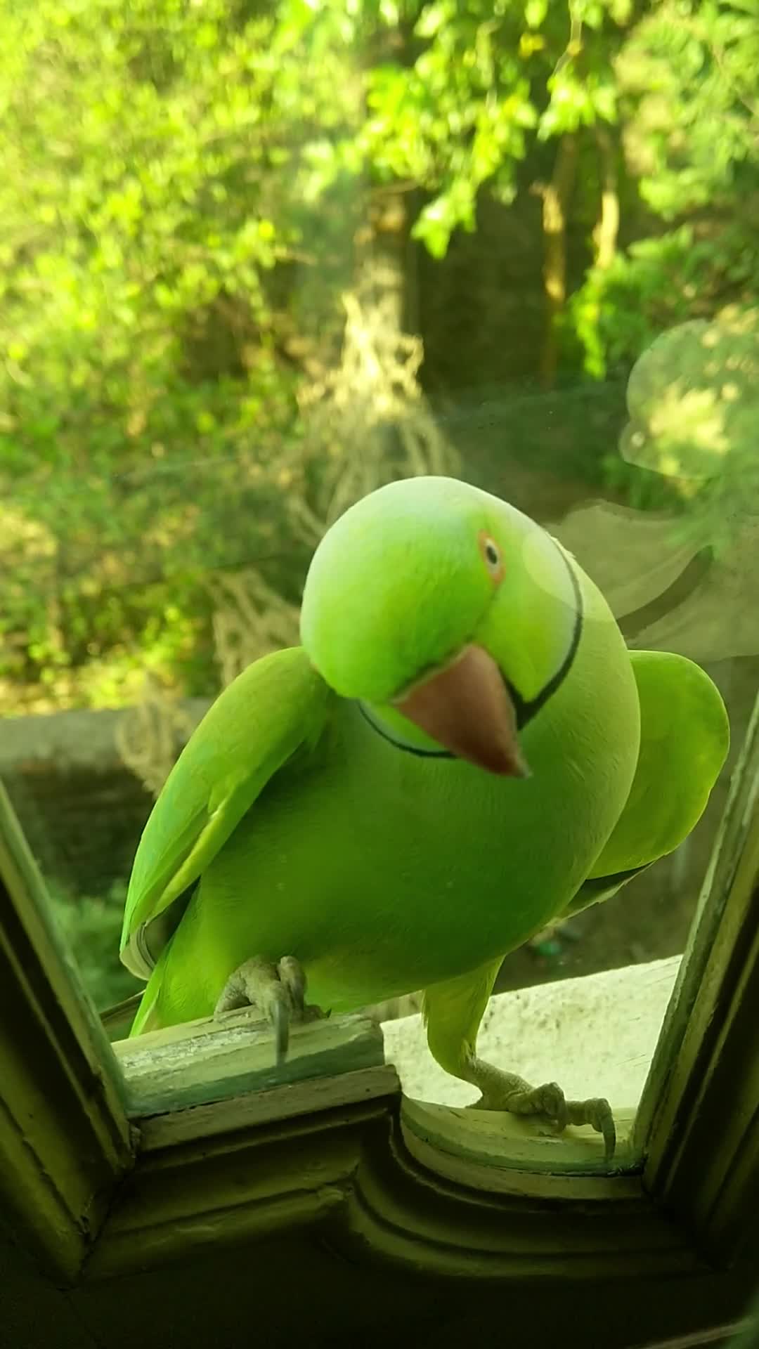 A parrot bites a window