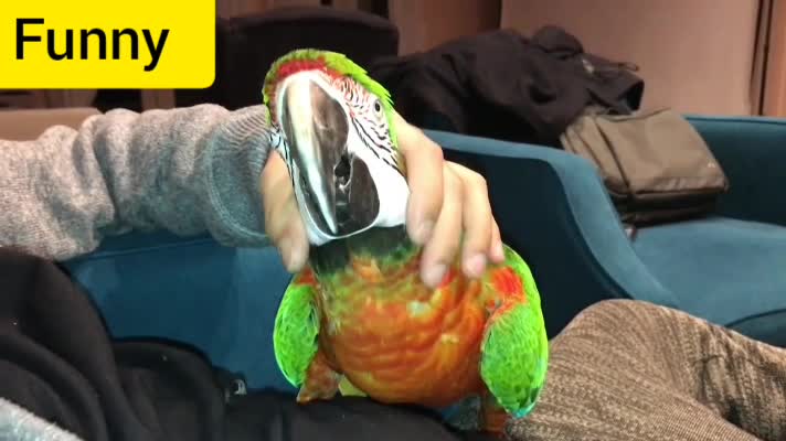 ROCKY GETTING CUDDLES| PARROT VIDEO OF THE DAY