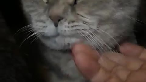 Cute purring cat