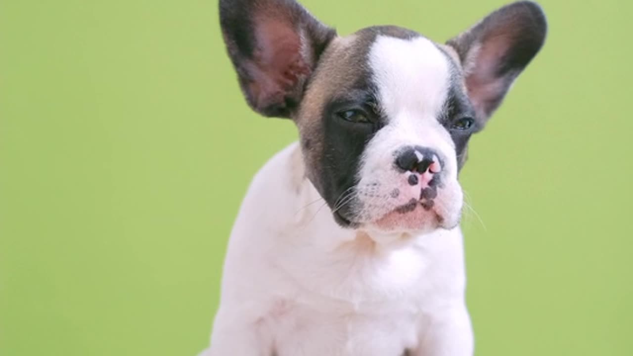 The Paws-itive Side: A Showcase of Hilarious and Heartwarming Dog Videos