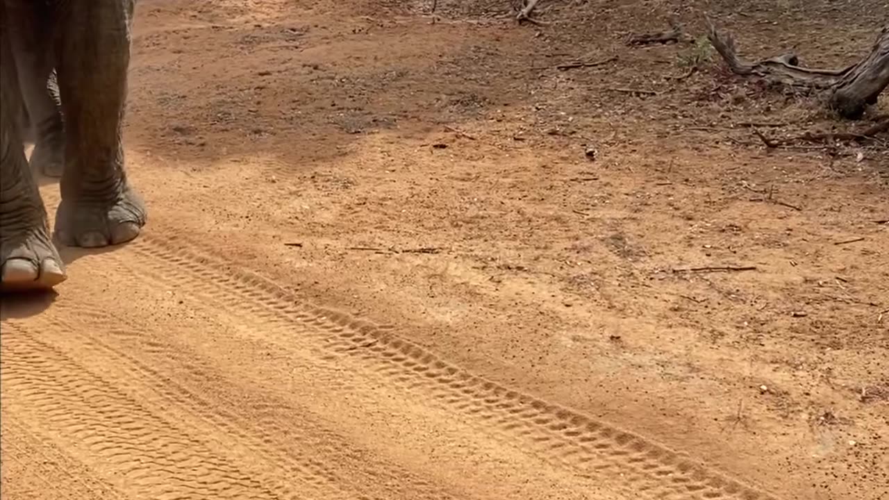 Elephant Eats Dropped Phone