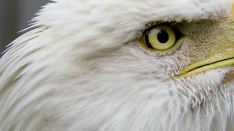 Bald Eagle Close Up